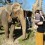 An elephant, yesterday